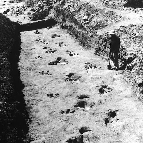 black and white photo of dinosaur footprint trackway