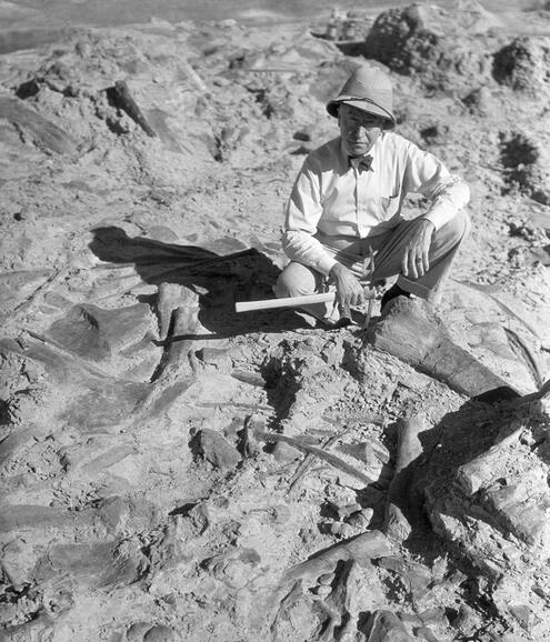 Barnum brown crouched in front of partially excavated dinosaur fossils.