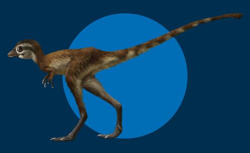 T. rex hatchling with long thin legs and large eyes