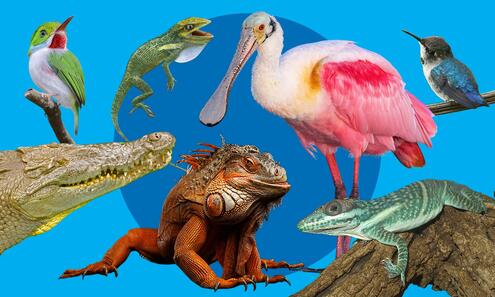 Seven reptiles and birds collaged together.