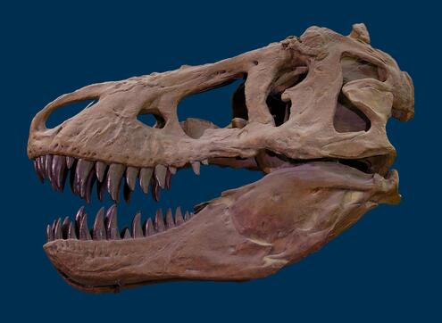 T. Rex skull fossil 