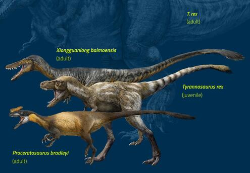 T. rexes and two other tyranosaurs
