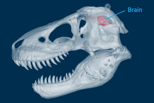 scan of T. rex skull, with brain cavity highlighted