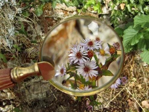 magnifying glass making things flowers larger than they are