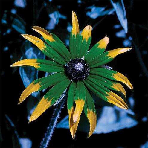 yellow flower as seen by a bee where most of the flower looks green but the ends of petals still look yellow