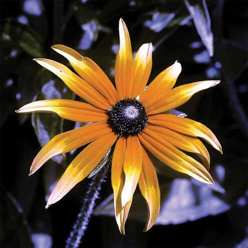 yellow flower as seen by butterfly where most of flower looks orange and ends of petals pale