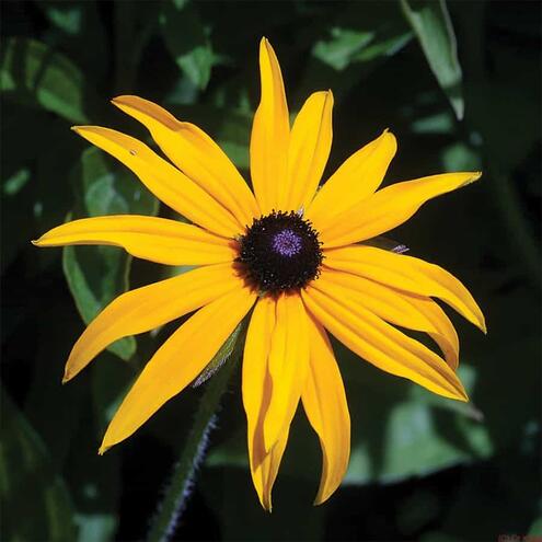 yellow flower seen with human eye