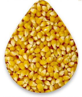 Corn 