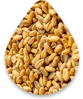 wheat