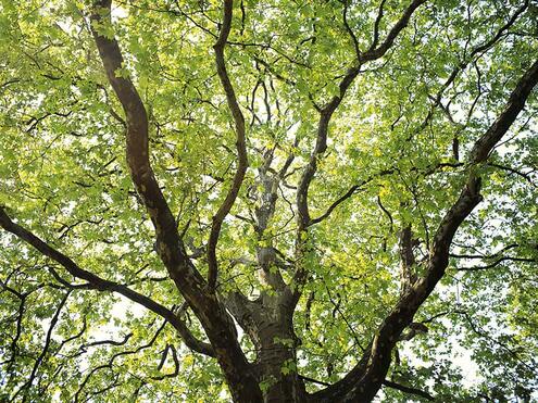 light shining through treetops