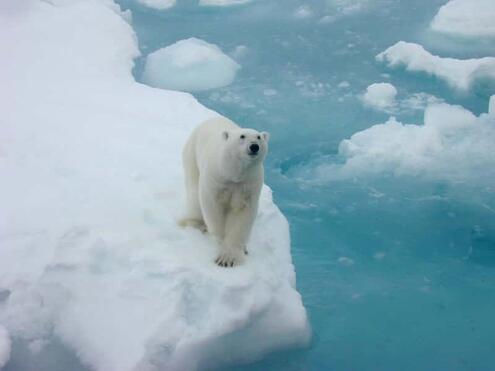 polar bear on the edge of an iceberg