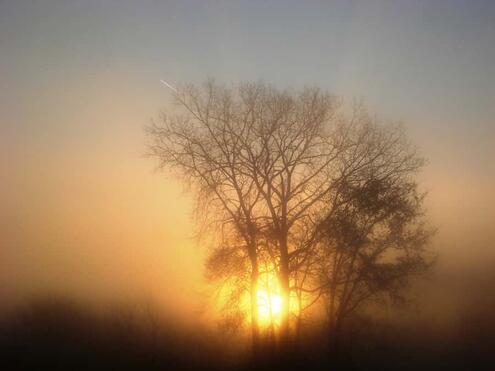 sunset through treetops