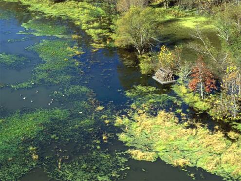 wetland