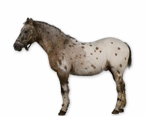 full body side view of stocky spotted many colored horse