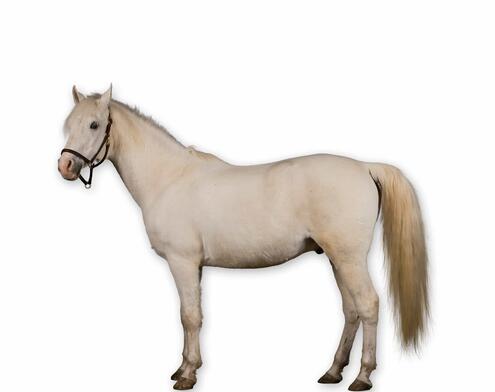 full body side view of light gray horse