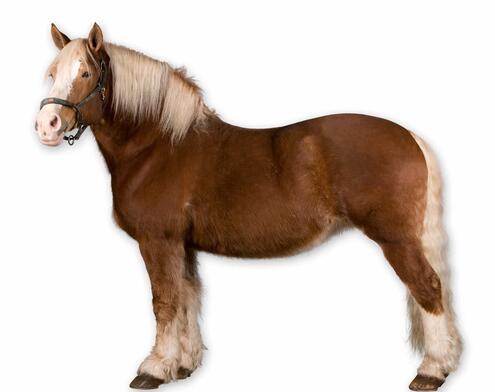 full body side view of stocky chestnut horse with blond mane