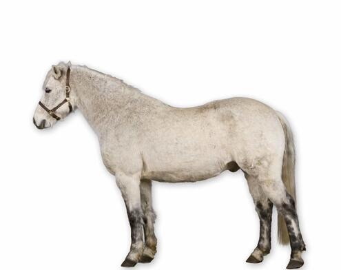 full body side view of stocky light gray horse