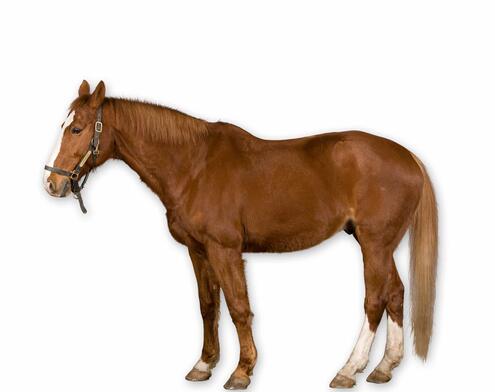 full body side view of brown horse with white face marking
