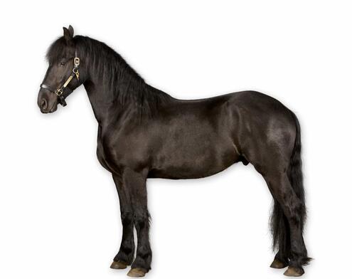 full body side view of dark horse