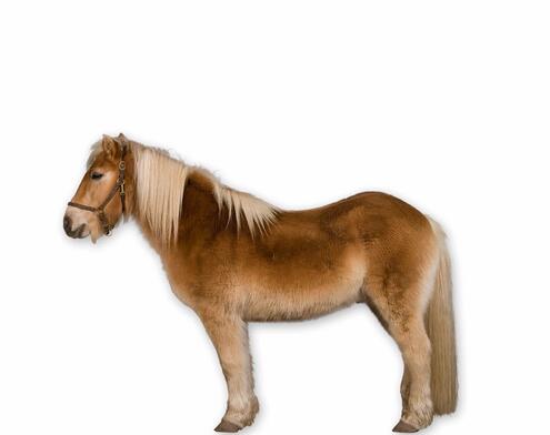full body side view of short stocky chestnut horse with blond mane