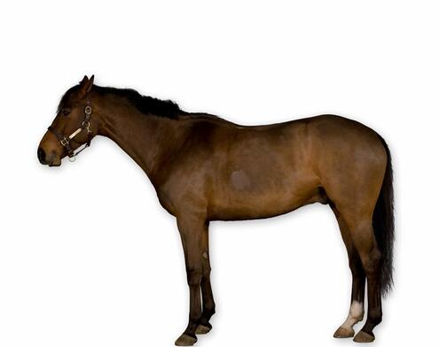 full body side view of dark brown horse