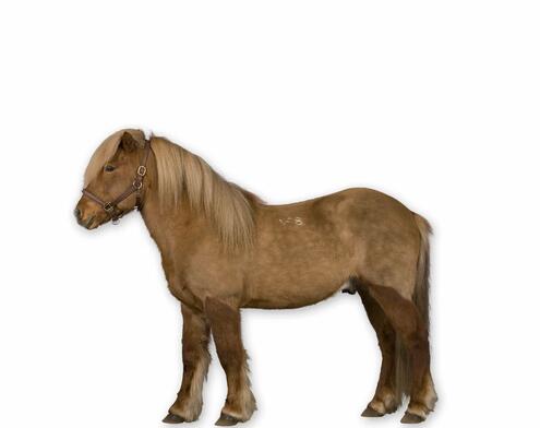 full body side view of short stocky chestnut horse with blond mane