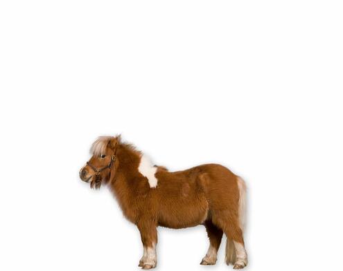 full body side view of short stocky chestnut horse with blond forelock