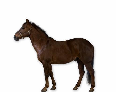 full body side view of dark brown horse