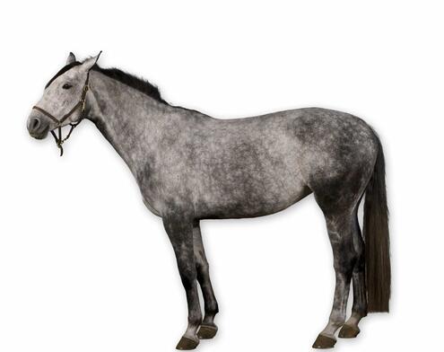 full body side view of gray mottled horse with black mane