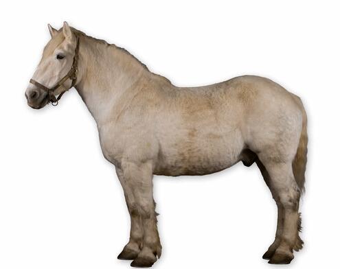 full body side view of stocky light gray horse