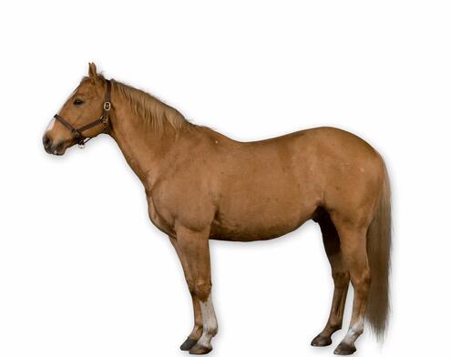 full body side view of brown horse