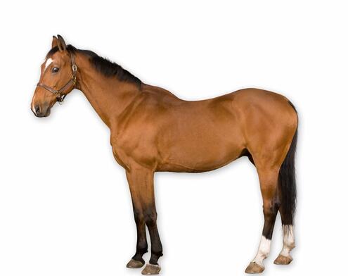 full body side view of chestnut colored horse with black main