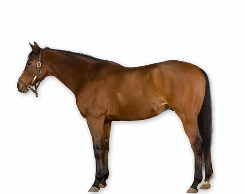 full body side view of brown horse