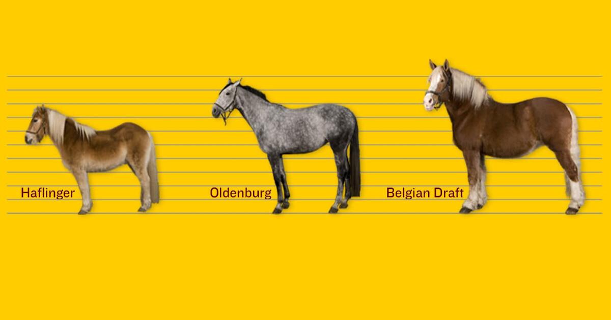 Spotting the Difference: There is more to Appaloosa horses than their coats