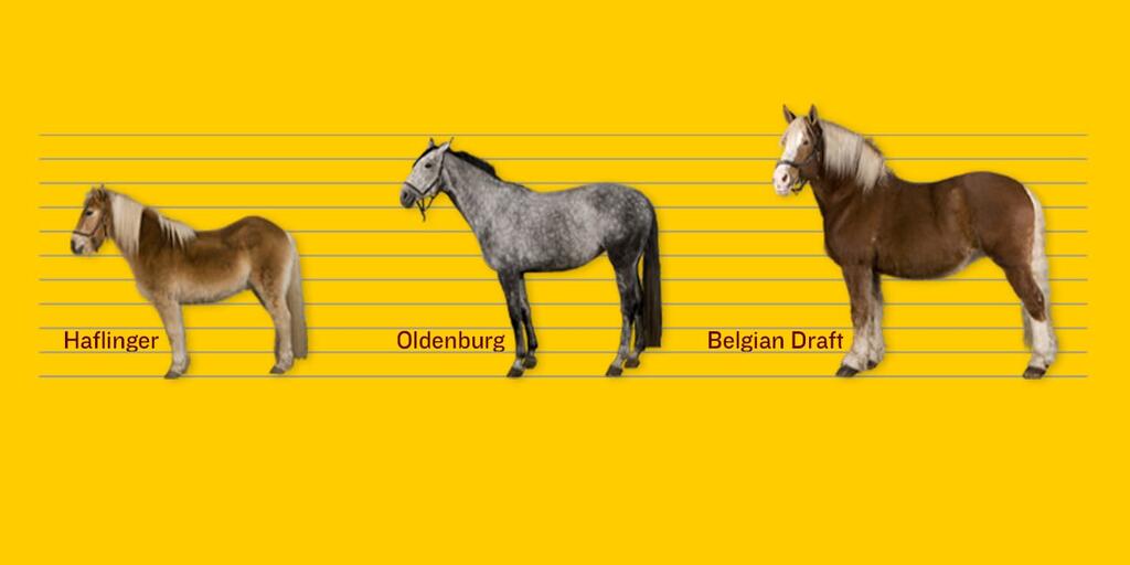 Longest Horse Tail In The World