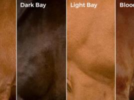 4 different reddish brown coat colors with labels bay, dark bay, light bay, and blood bay