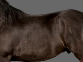 closeup of black horse coat