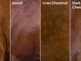4 different shades of reddish brown with the label chestnut, sorrel, liver chestnut, and dark liver chestnut
