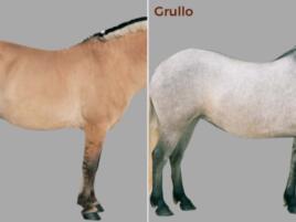 two side views of dun horses on of which is a grullo