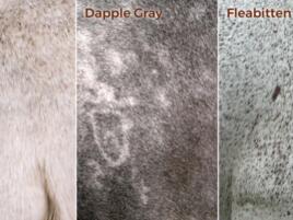3 gray horse coats in different shades and patterns with labels gray, dapple gray, fleabitten