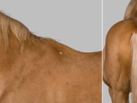 closeup of gold-colored horse with cream-colored mane and tail
