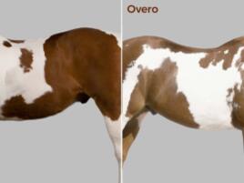 side view of pinto horses with the labels tobiano and overo