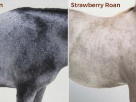 2 roan horse coats with labels blue roan and strawberry roan