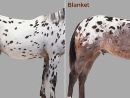 2 spotted horses with the label leopard and blanket