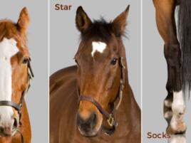 one horse with a blaze on it's face, one horse with a smaller star marking on its forehead, and one horse with white socks.