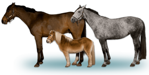 side views of a dark brown horse, a gray dappled horse, and a much smaller chestnut horse