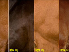 example of bay, dark bay, light bay, and blood bay horse colors