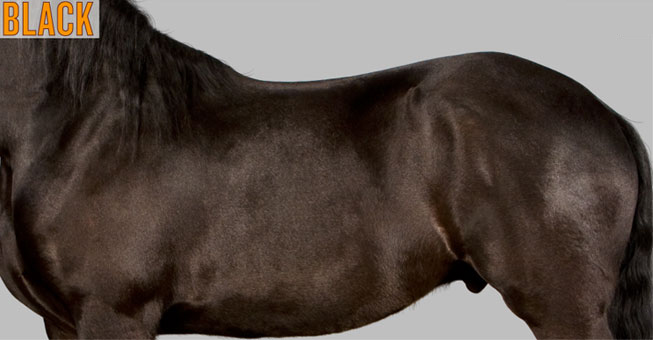 example of black horse color