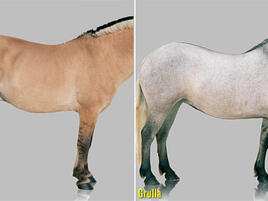 example of dun and grulla horse colors