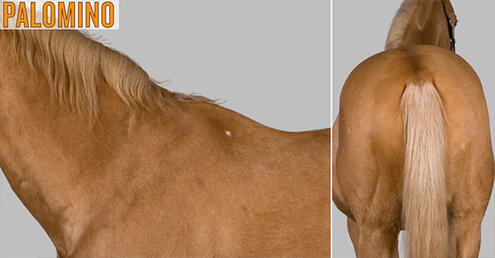 example of palomino horse color